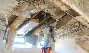 Best Black Mold Removal  in Albion, NE